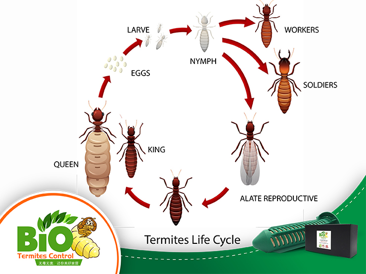 Termites Life Cycle