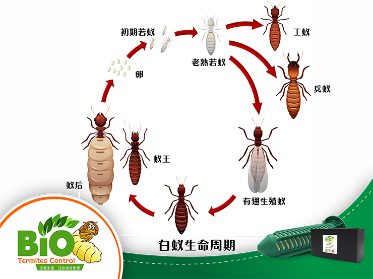 Termites Life Cycle